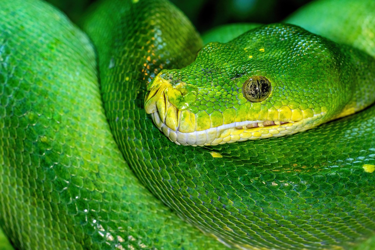 Pythonを使った小学生向けのプログラミング学習法は？