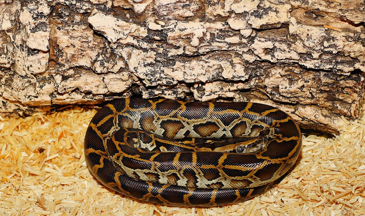 Pythonを子供向けに楽しく学ぶためのおすすめ教材は？