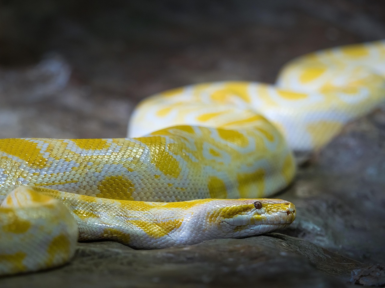 Pythonを子供向けに楽しく学ぶ方法は？