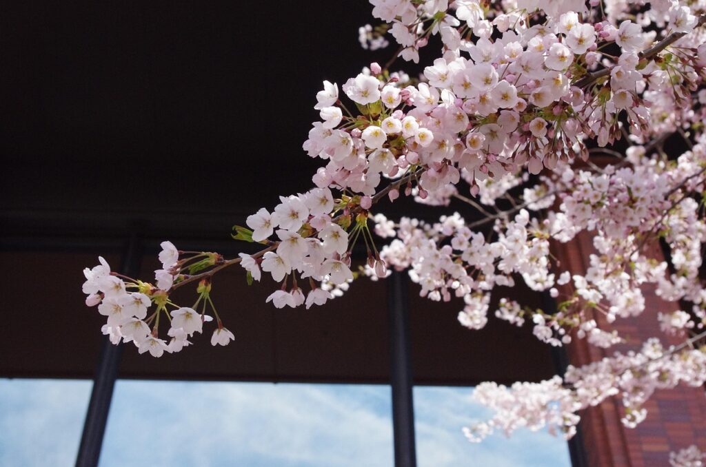 プログラミングを活用したSTEM教育が小学生に与える影響は？