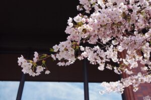 プログラミングを活用したSTEM教育が小学生に与える影響は？