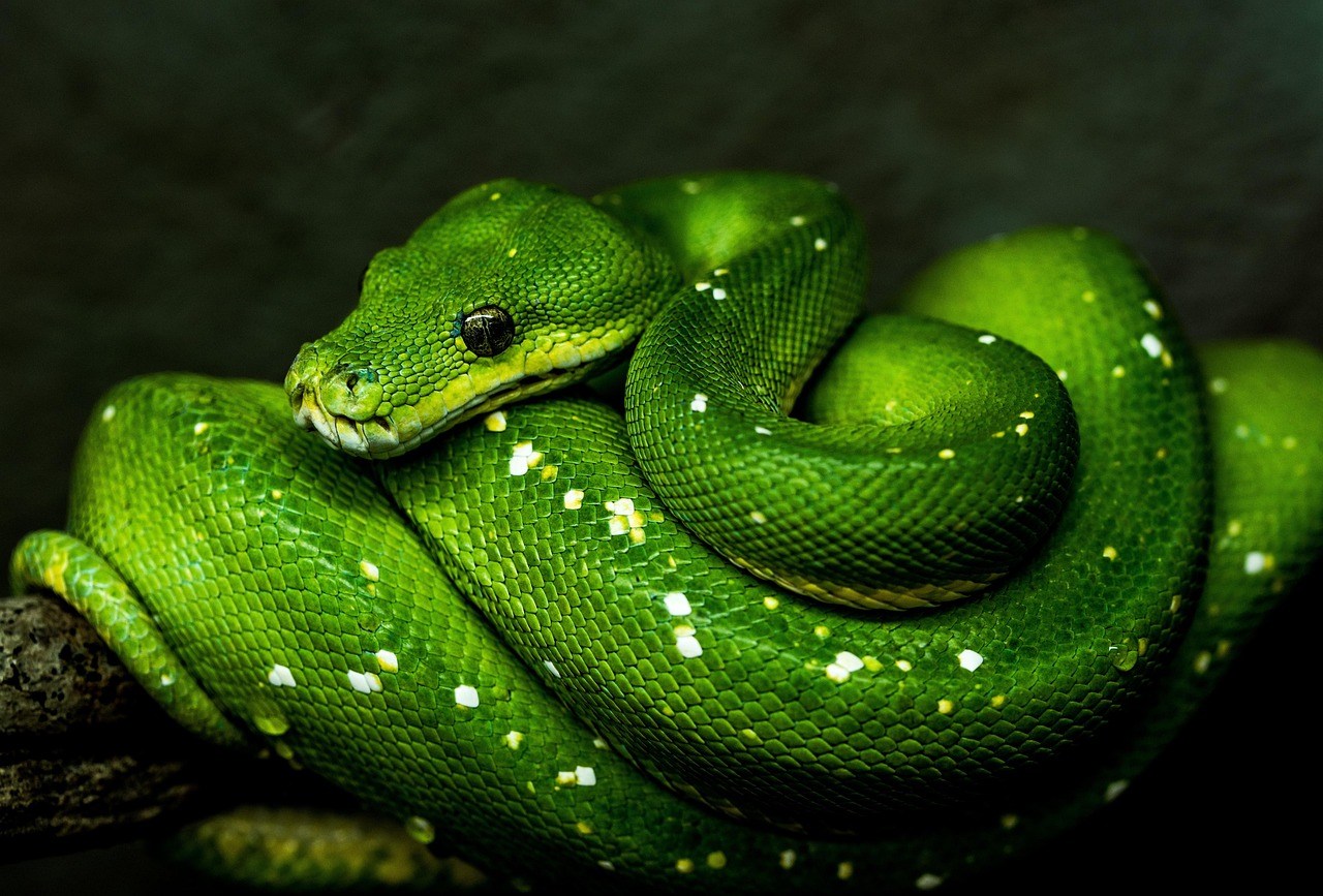 小学生が楽しみながら学べるPythonの基本は？